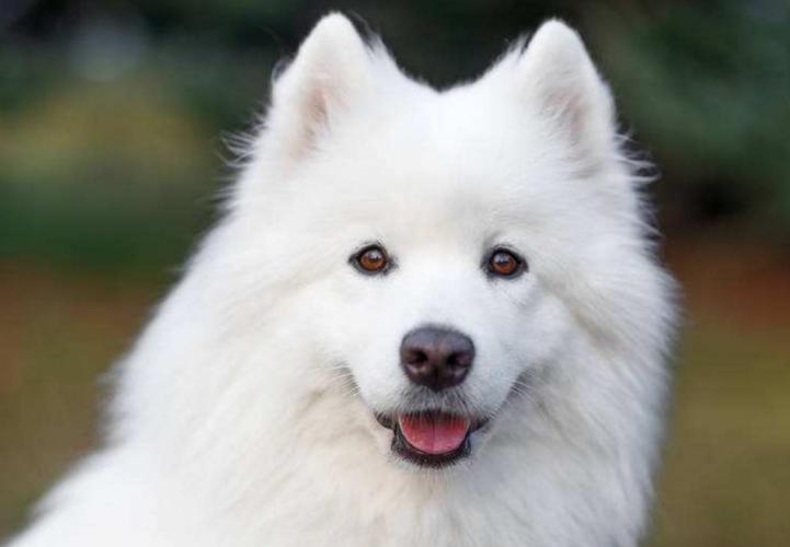 萨摩幼犬总是咬东西怎么办