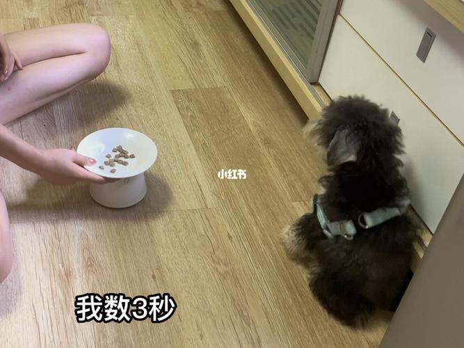 两个月狗训练