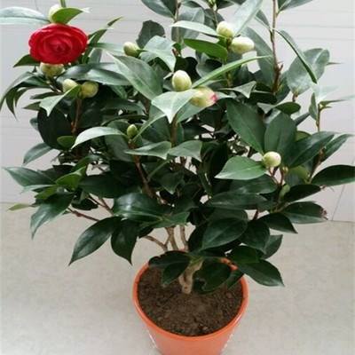 四季茶花繁殖方法