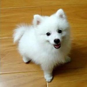 银狐两月大幼犬不吃东西怎么办