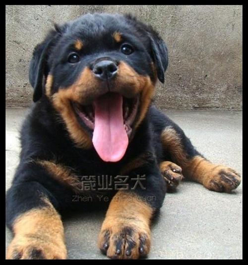 罗威纳幼犬乱吃东西