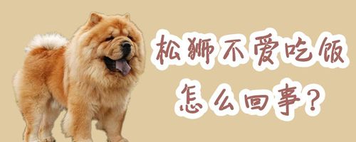 松狮犬换地方了不吃东西怎么办