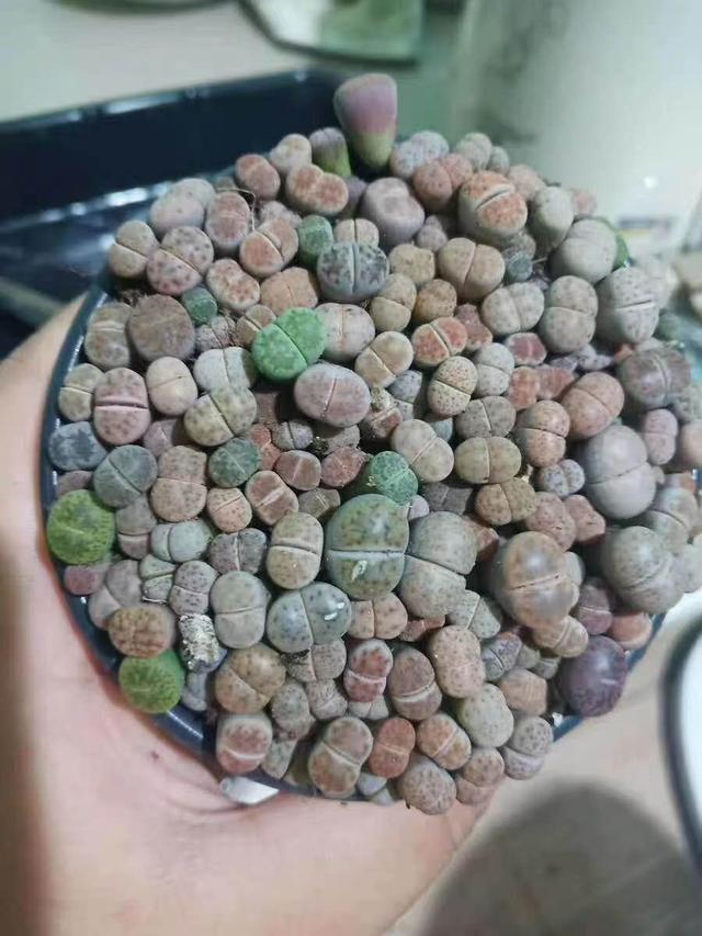 种生石花注意事项