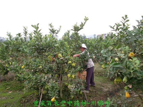 佛手柑栽培技术