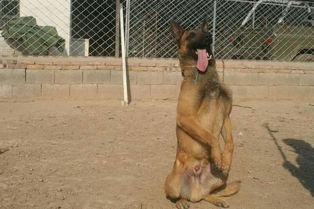 训练马犬立的手势