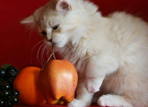 小猫突然不怎么吃东西怎么办