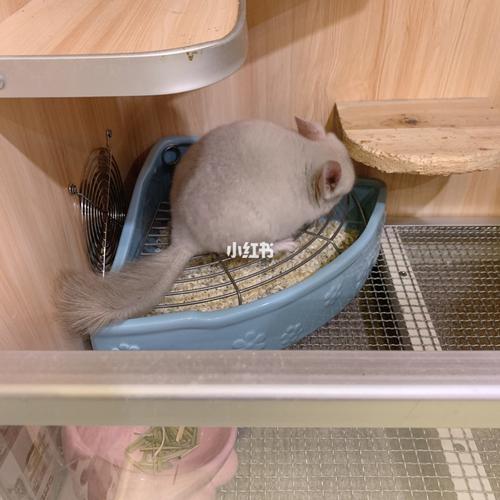 如何训练龙猫去厕所