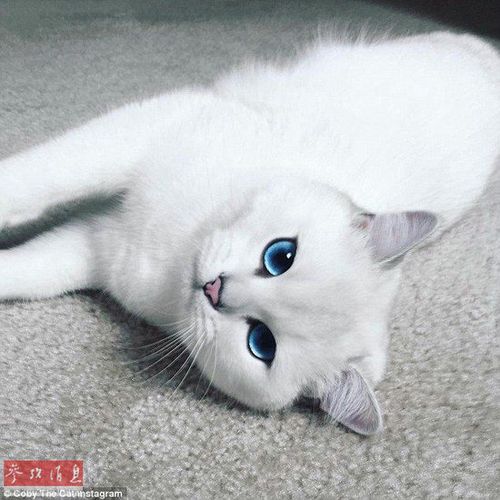英国短毛猫特殊训练技巧