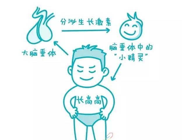 为什么运动会分泌生长激素