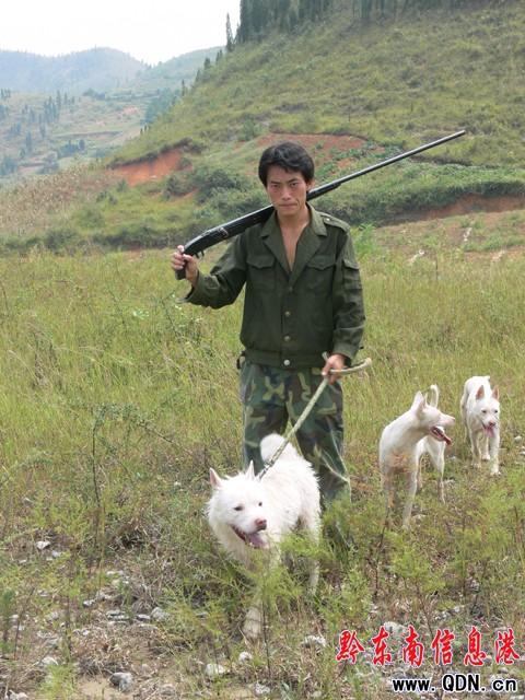 训练犬捕猎