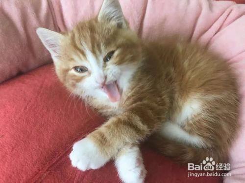 刚戒奶的猫不吃东西怎么办