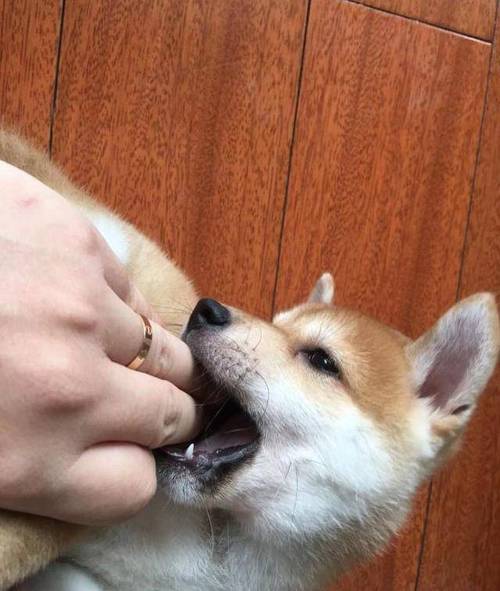 柴犬乱咬东西如何教训