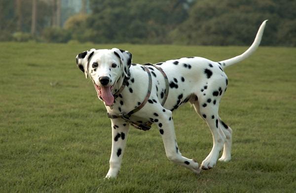 斑点狗幼犬怎么训练