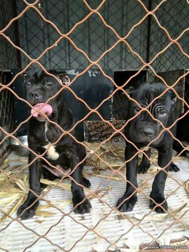 卡斯罗幼犬喜欢吃地上东西怎么办