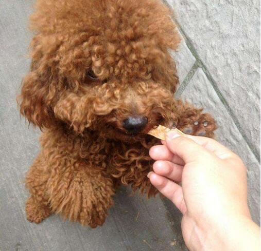 泰迪犬换牙不吃东西