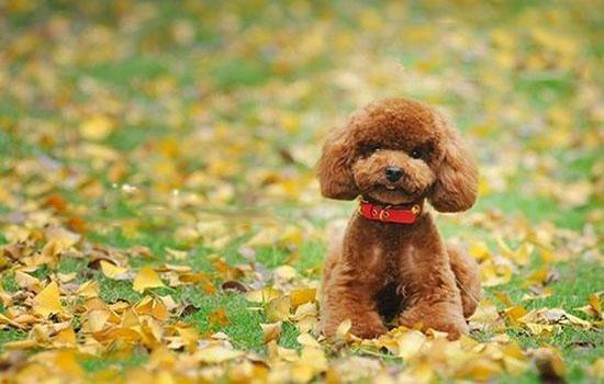 怎样能训练狗狗听话