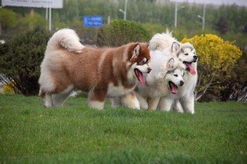 阿拉斯加犬训练拉屎