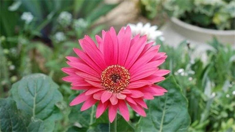 非洲菊的养殖方法