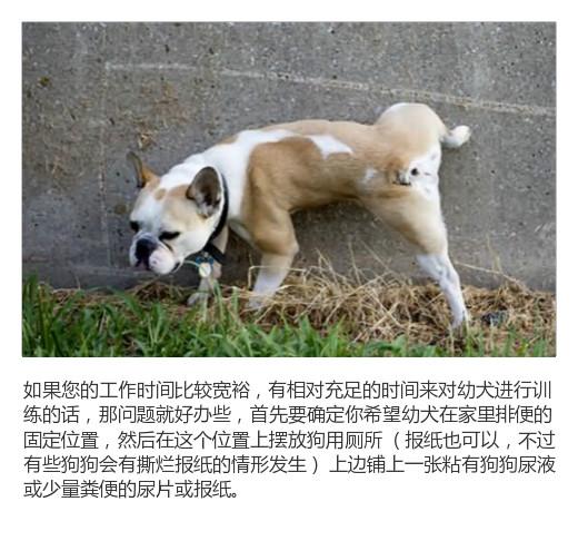犬的定点大小便的训练方法