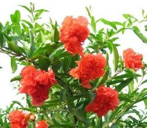 牡丹石榴的种植方法