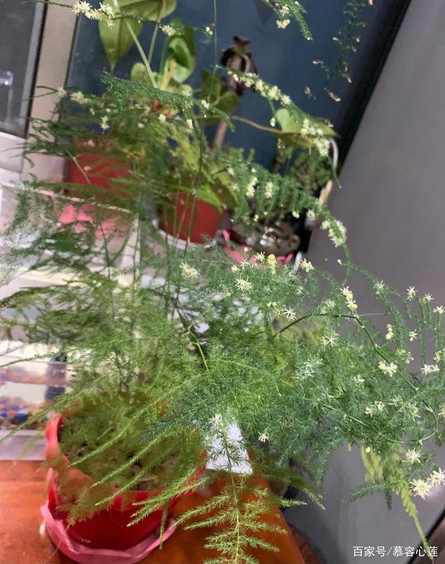 文竹花的养殖方法