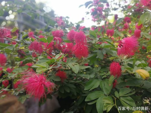 美蕊花栽培