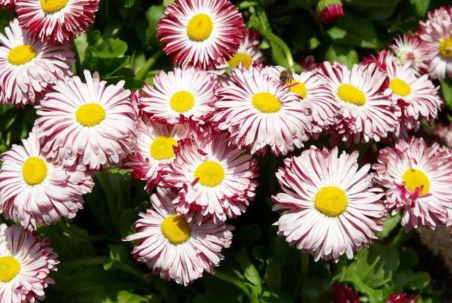 雏菊花种植方法以及栽培管理技术介绍