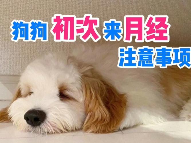 狗狗生完注意什么东西