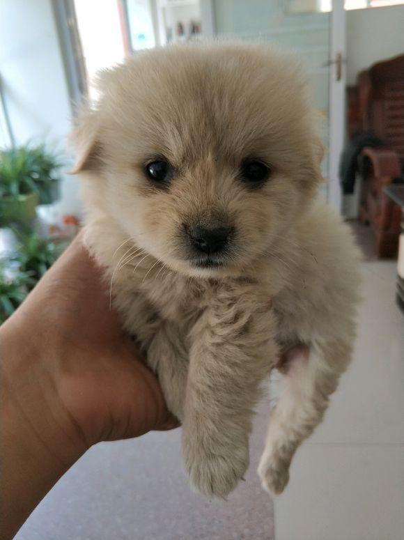 小奶狗忽然不吃东西了
