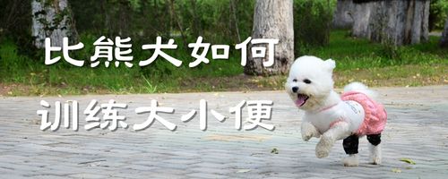 比熊狗狗大小便训练
