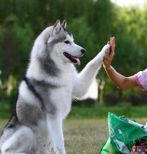 怎么能训练哈士奇