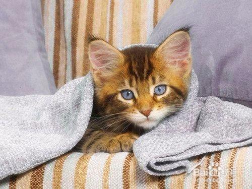 猫感冒不吃东西