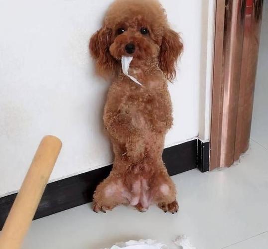 泰迪狗狗坐立训练