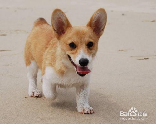 柯基幼犬怎么训练和训练