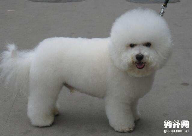 比熊犬4个月怎么训练
