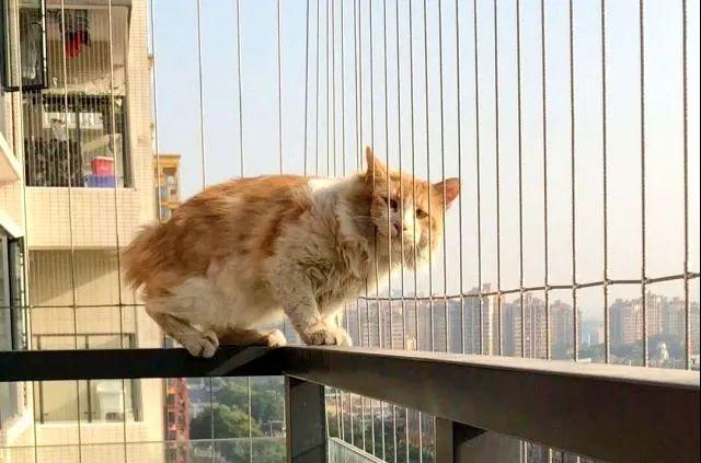 猫跳楼后嗅觉不灵敏了不吃东西