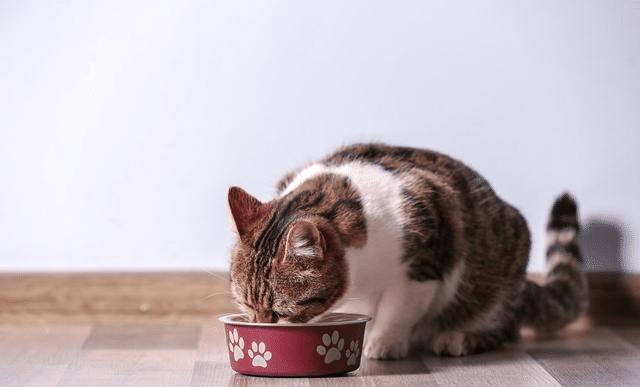 猫翻垃圾吃东西怎么办