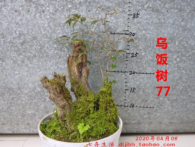 乌饭树盆景怎么栽培