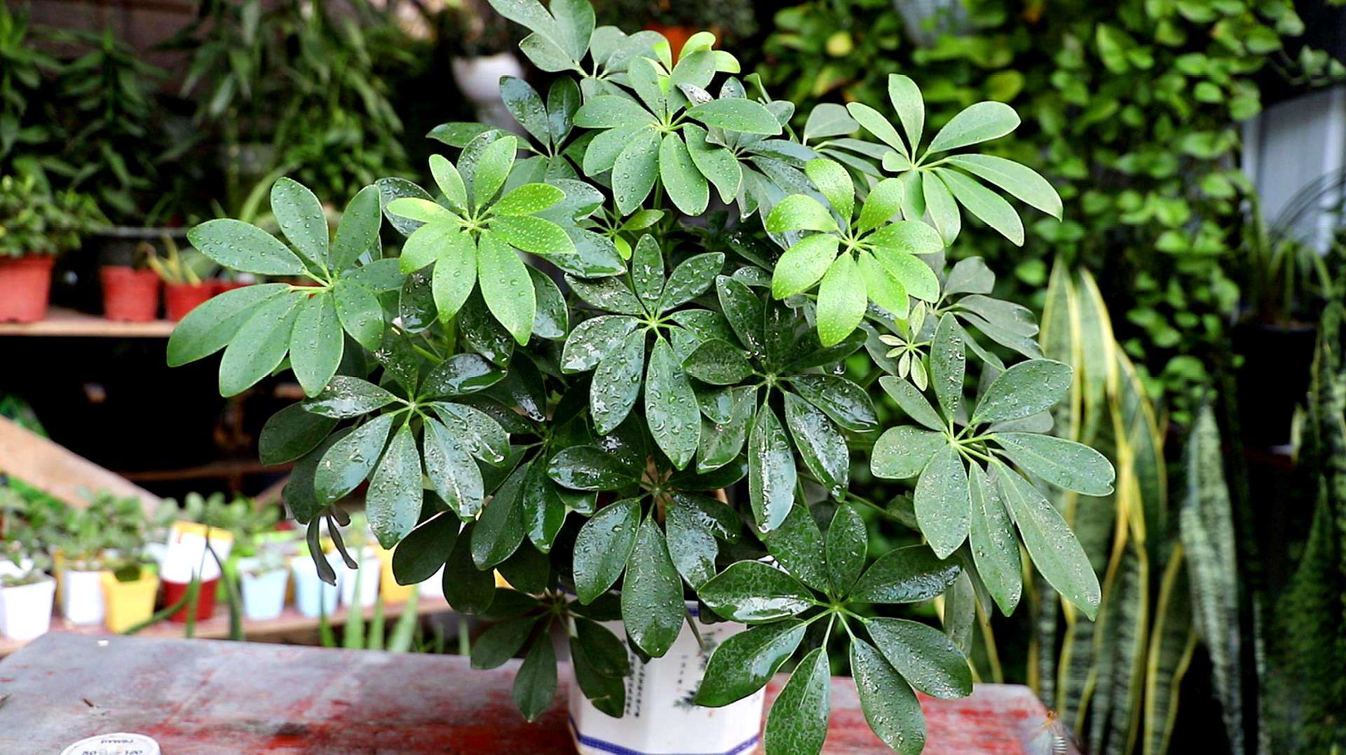 鸭掌木种植方法