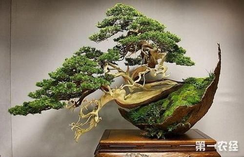 盆景栽培技术大全