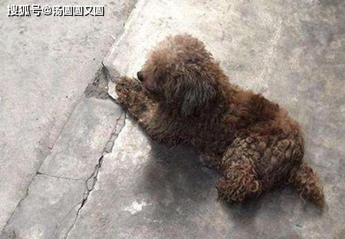 一岁的泰迪不肯吃东西怎么办