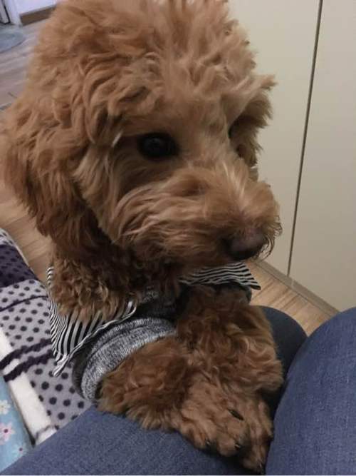 泰迪打了疫苗后不吃东西