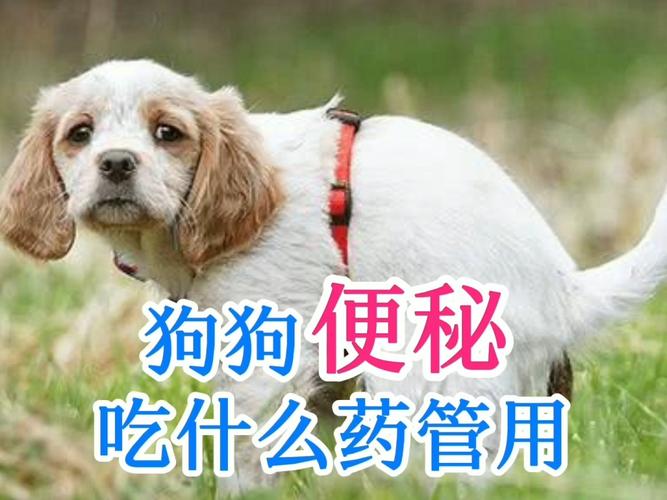 怀孕的狗准备什么东西不能吃什么药
