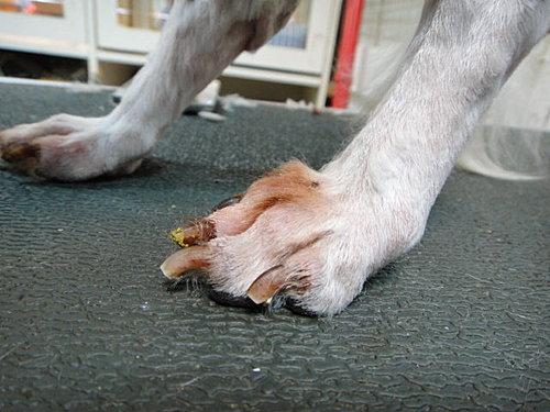 斗牛犬脚趾长东西怎么治