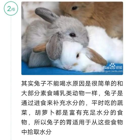 垂耳兔突然不吃东西不喝水