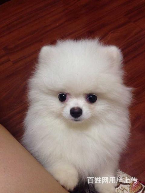 博美幼犬咬东西怎么办