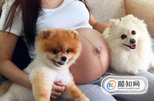怀孕养小狗要检查什么东西怎么办呢