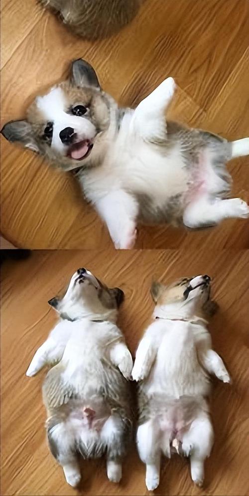 柯基犬的训练方法
