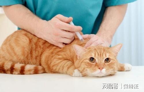 猫打完针后不能吃什么东西怎么办