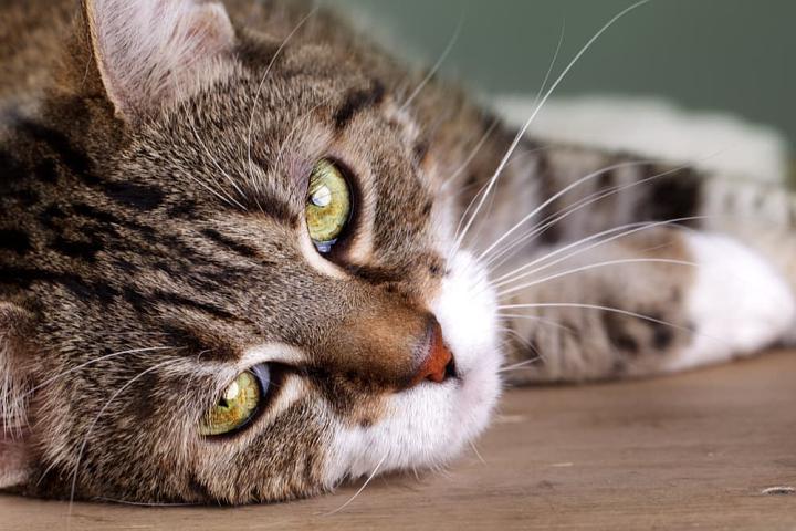 猫咳嗽吃东西不能吃什么东西怎么办